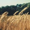 barley